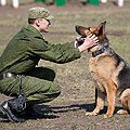 Подготовка и содержание караульных собак в мотострелковом соединении Центрального военного округа