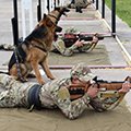 Первая совместная тренировка участников международного этапа кинологического конкурса «Верный друг» (Московская обл.)